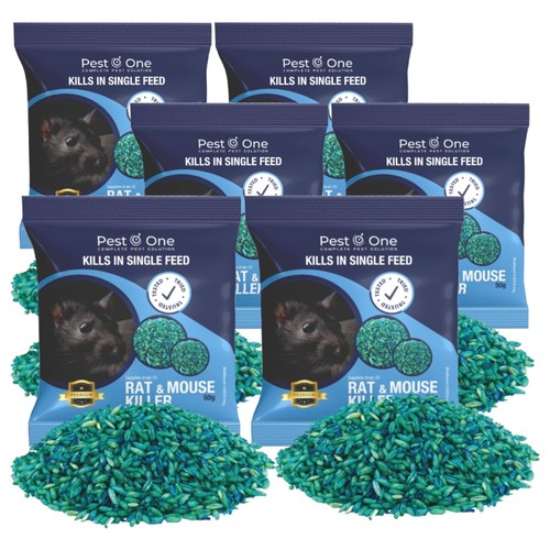 Professional rodent rat mice - rat,