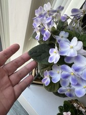 African Violet Semi-Miniature