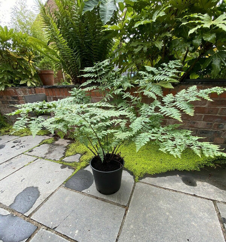 Male fern plant - xxxl, extra