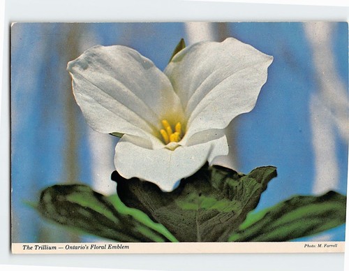 Postcard the trillium - postcard, ontarios
