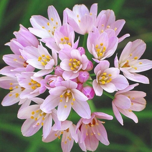 Bulbs allium pink roseum - 10,