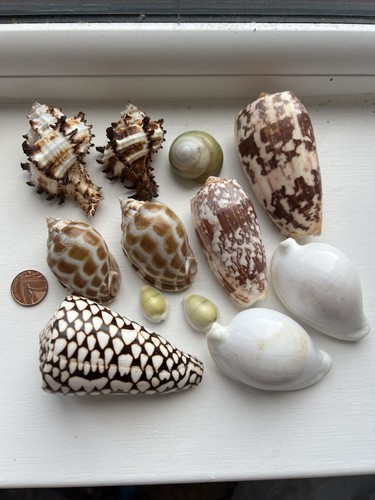 Set seashells - of,