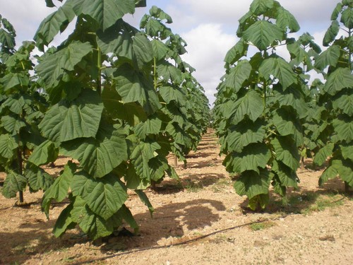 Paulownia elongata tree - paulownia,