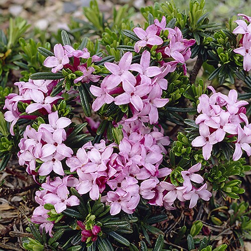 Daphne pink fragrance - daphne, fragrance'