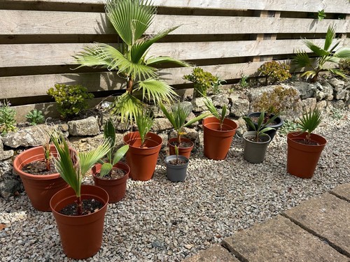 Washingtonia robusta - x,