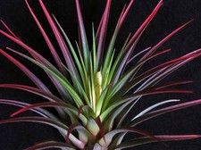 Airplant tricolor - airplant,