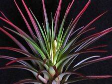Airplant - TRICOLOR MELANOCRATER - red tillandsia - easy care house plant