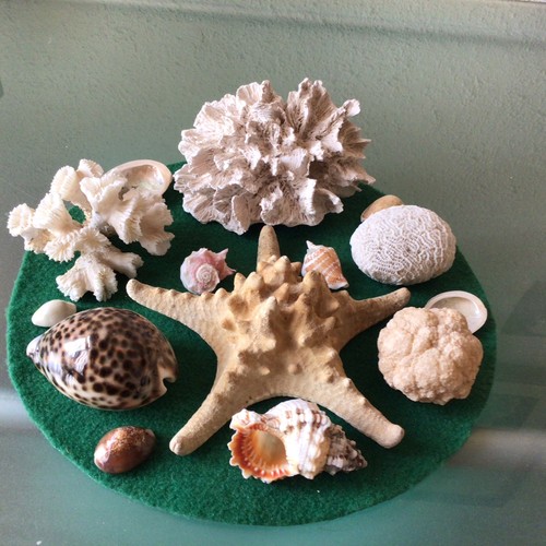 Job lot seashells ect - ,