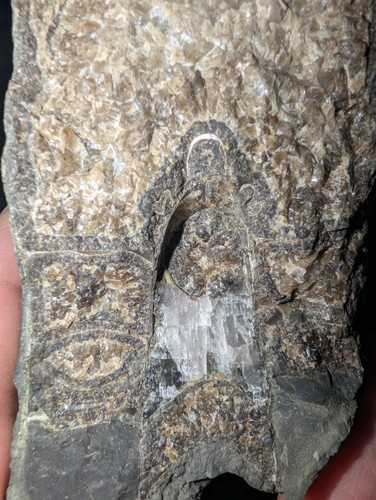 Large fossil ammonite - large,
