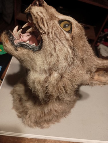 Vintage bobcat taxidermy head - taxidermy,