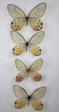 Clearwing Butterfly Collection X 4 A-/A2 Specimens. Wings Spread. Entomology.