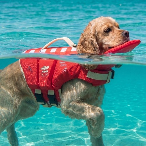 Dog life jacket safety vest - dog,