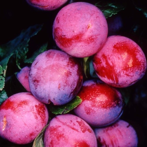 Plum opal fruiting outdoor - plum,