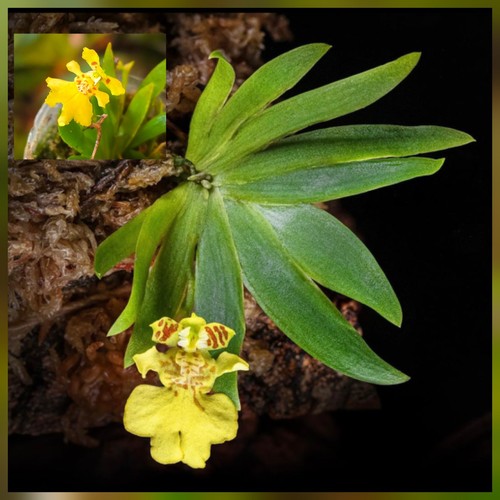 Mini oncidium pushillum true - oncidium,