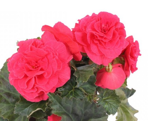 Begonia nonstop deep rose - deep,
