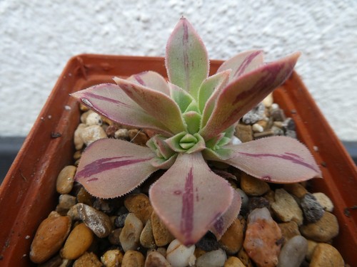 Aeonium lavranossii newtonii - aeonium, lavranossii-newtonii