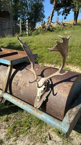 Bronze medal fallow - , skull