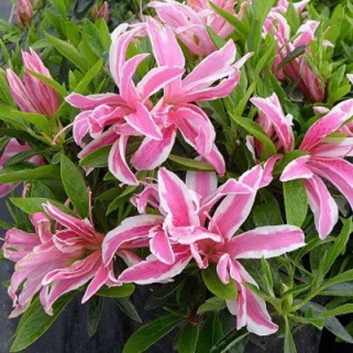 Azalea pink spider striped - 'pink,