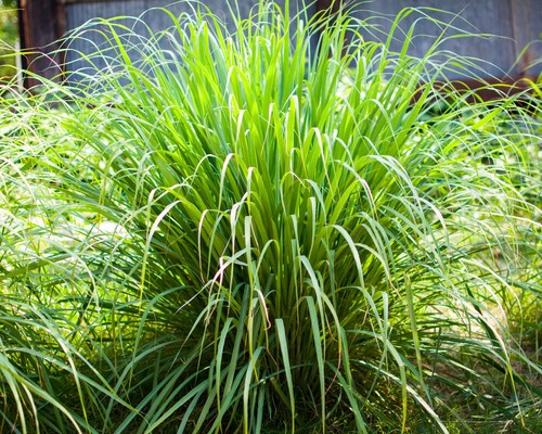 Lemongrass plug plants - lemongrass,