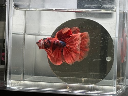 Live male betta fish red - live, black