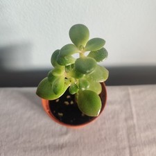 Crassula Minor Jade Money