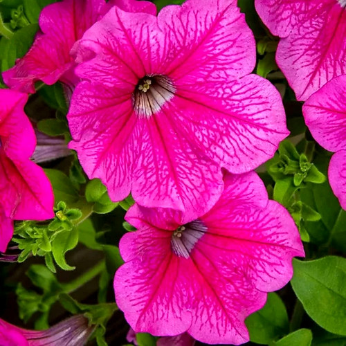 Trailing hanging basket - trailing,