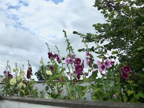 Tall plants for mid back - tall,