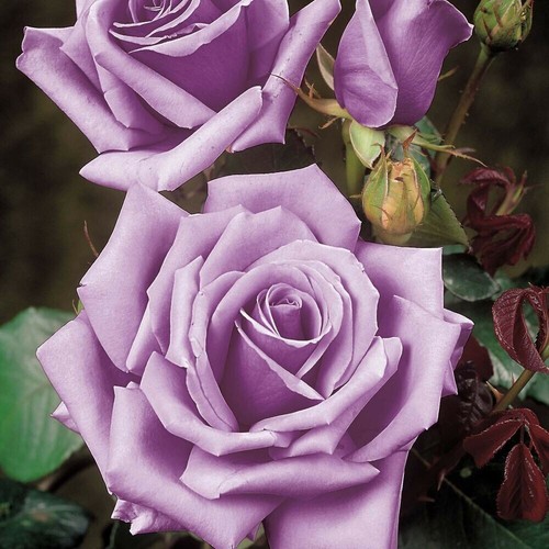 Rose bush blue girl unrooted - rose,