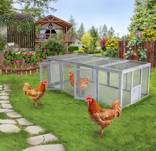 Chicken coop run - chicken,