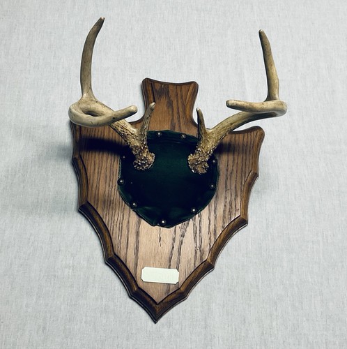 Vtg whitetail antlers horns - vtg, antlers/horns