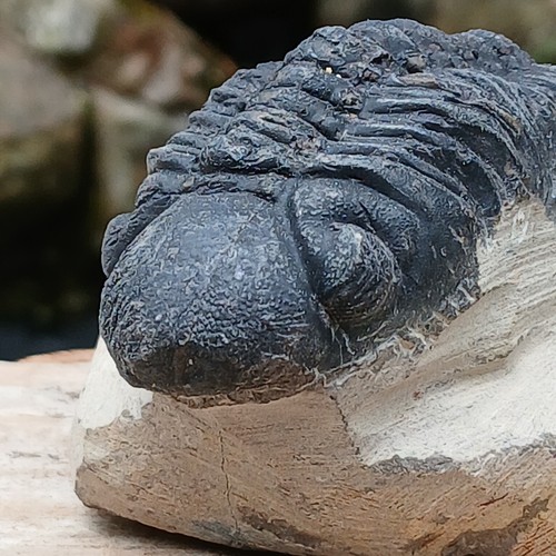 Fossil trilobite reedops - fossil,