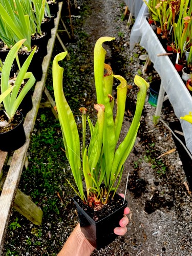 Sarracenia rehderii - x,