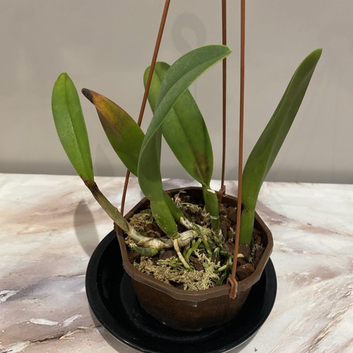 Cattleya noid orchid plant - cattleya,