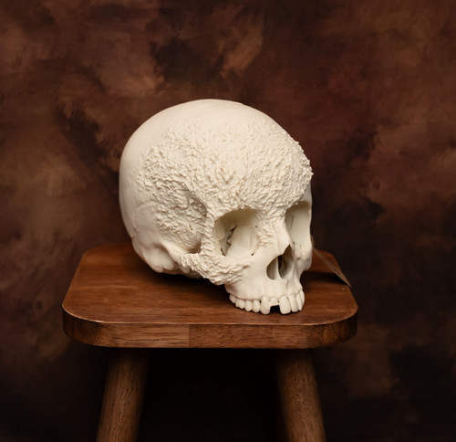 Human skull replica bone - human,