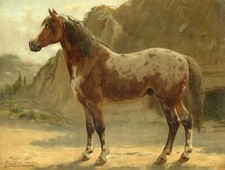 Horse-breeds-Pinzgauer