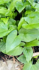 3 + ARUM LILY PLUG PLANTS