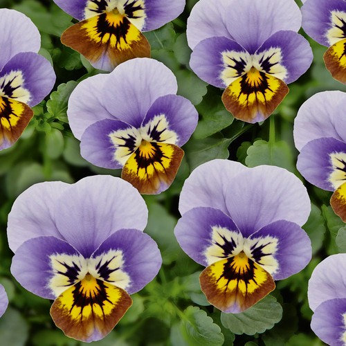 Viola ice babies trailing - viola,