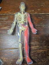 Human Body Model Anatomy Heart