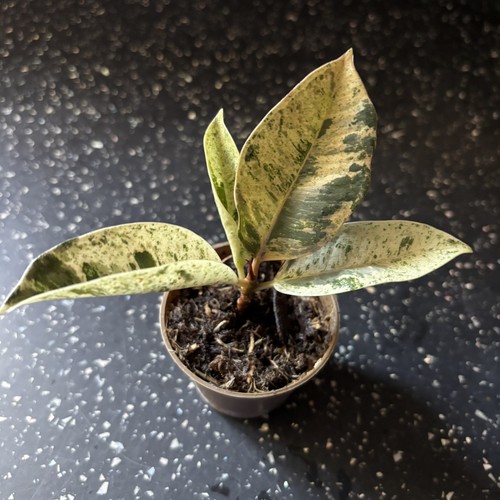Ficus elastica shivereana - elastica, “shivereana