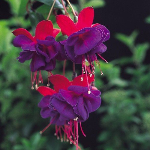Giant trailing fuchsia dark - giant,