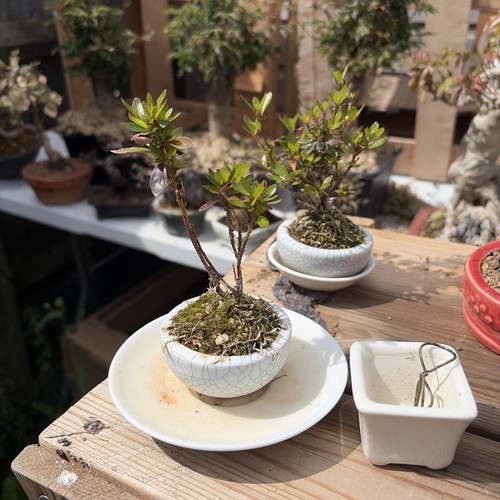 Japanese satsuki azalea bonsai - japanese,