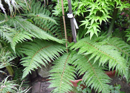 Polystichum setiferum fern - polystichum,