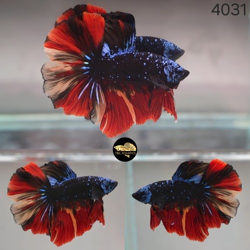 Live betta fish - live, galaxy