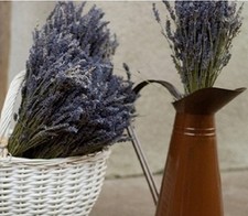 LARGE PROVENCE LAVENDER BUNCH