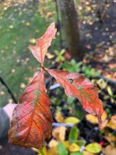 Cow Oak saplings, Quercus