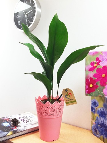 Indoor house plant floral - house,