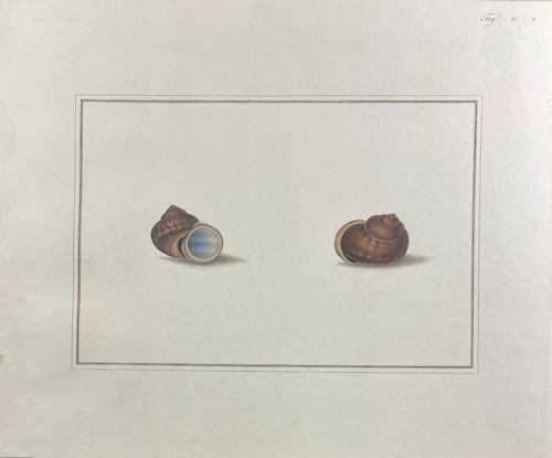 French horn snail shell print - snail,