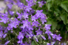 Ground cover Campanula