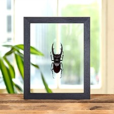 Fork-horned Stag Beetle In Clear Glass Frame (Hexarthrius mandibularis)