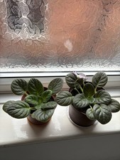 African Violet Saintpaulia